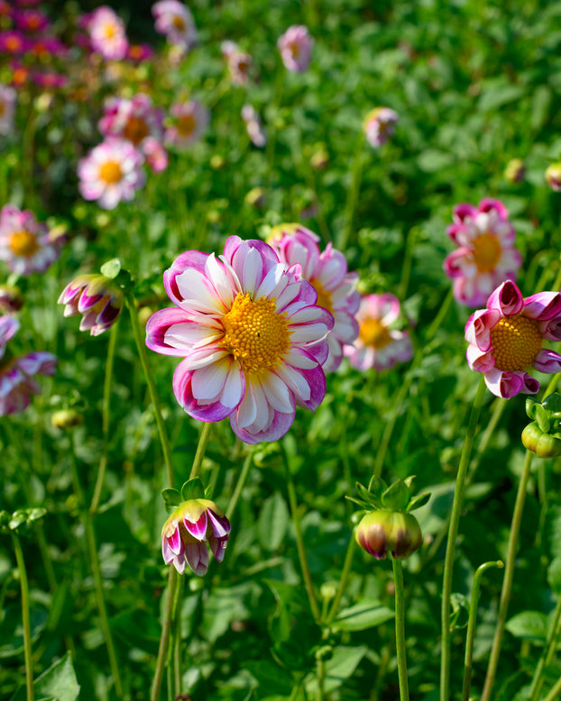 Dahlia 'Bumble Rumble'