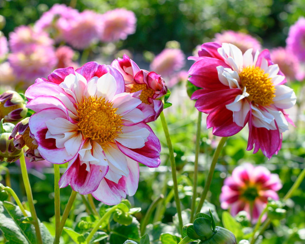 Dahlia 'Bumble Rumble'