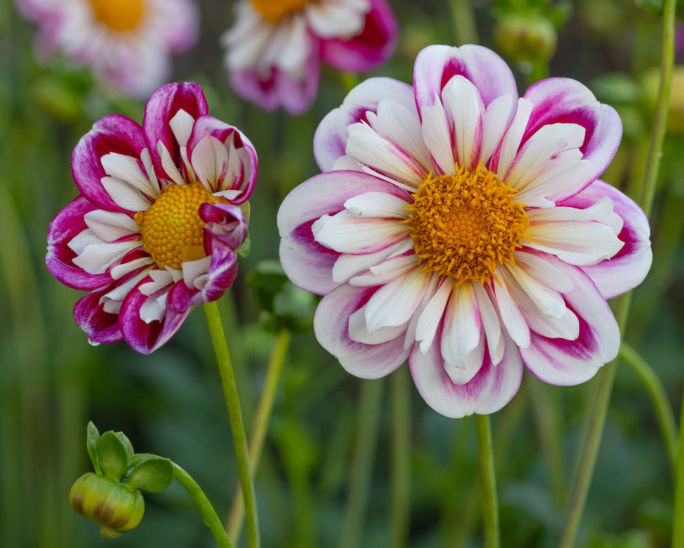 Dahlia 'Bumble Rumble'