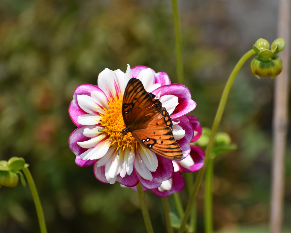 Dahlia 'Bumble Rumble'