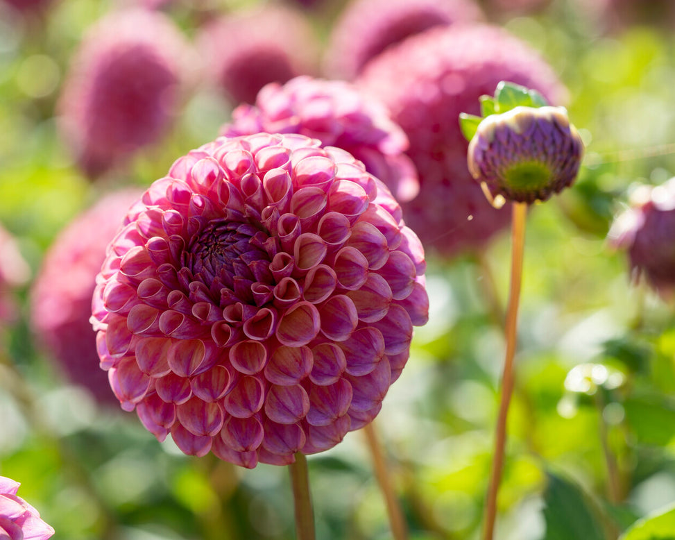 Dahlia 'Caitlin’s Joy'