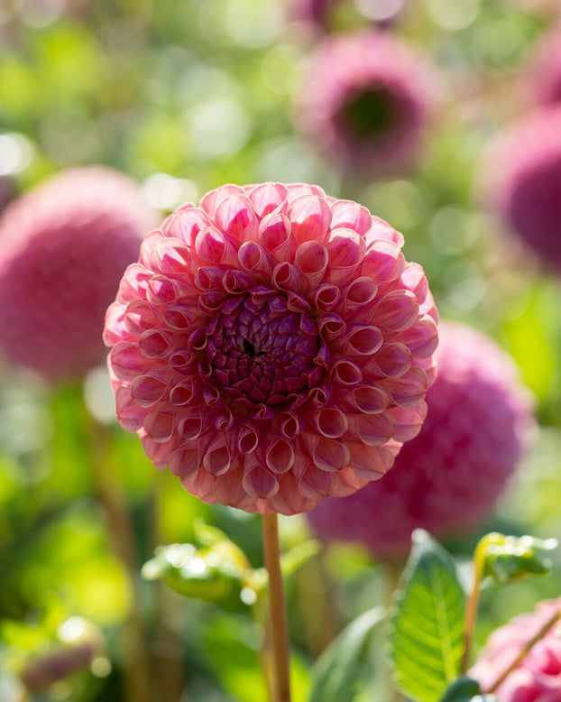 Dahlia 'Caitlin’s Joy'