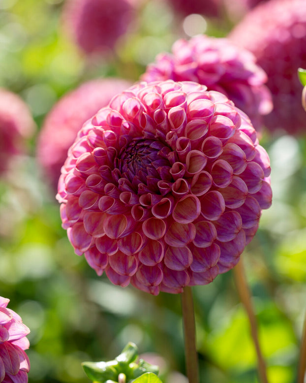 Dahlia 'Caitlin’s Joy'