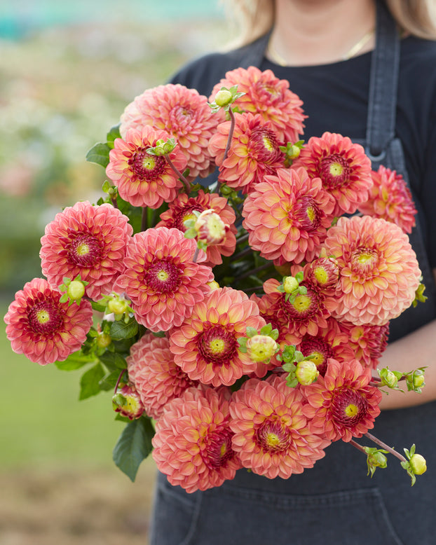 Dahlia 'Chapeau Bas'