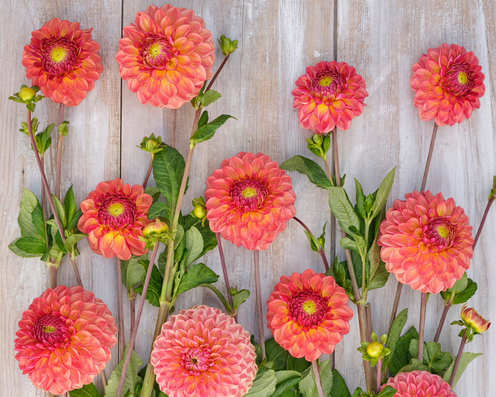 Dahlia 'Chapeau Bas'