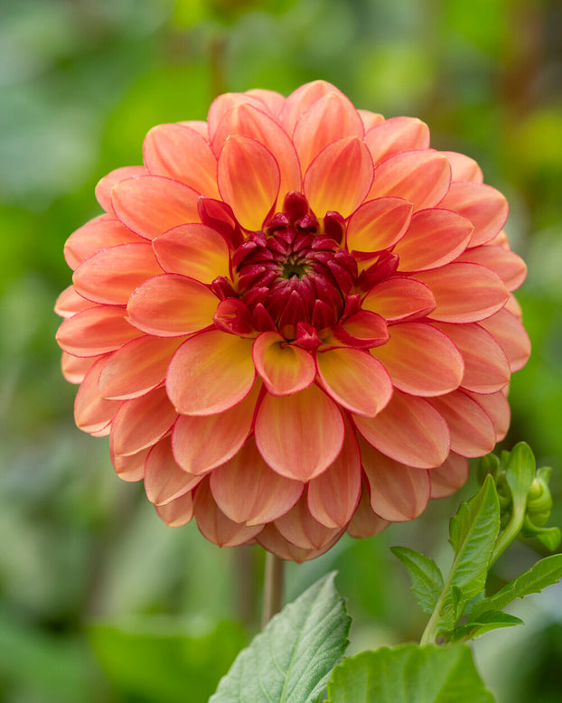 Dahlia 'Chapeau Bas'