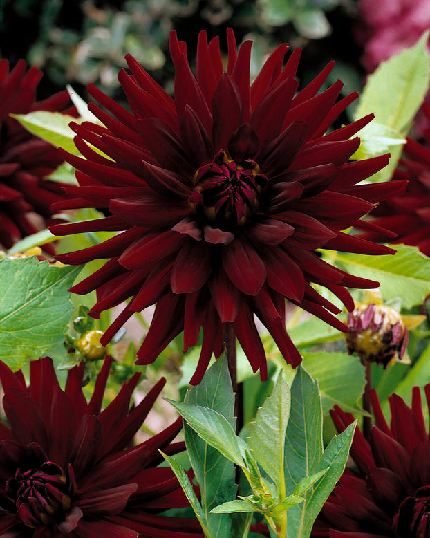 Dahlia 'Chat Noir'