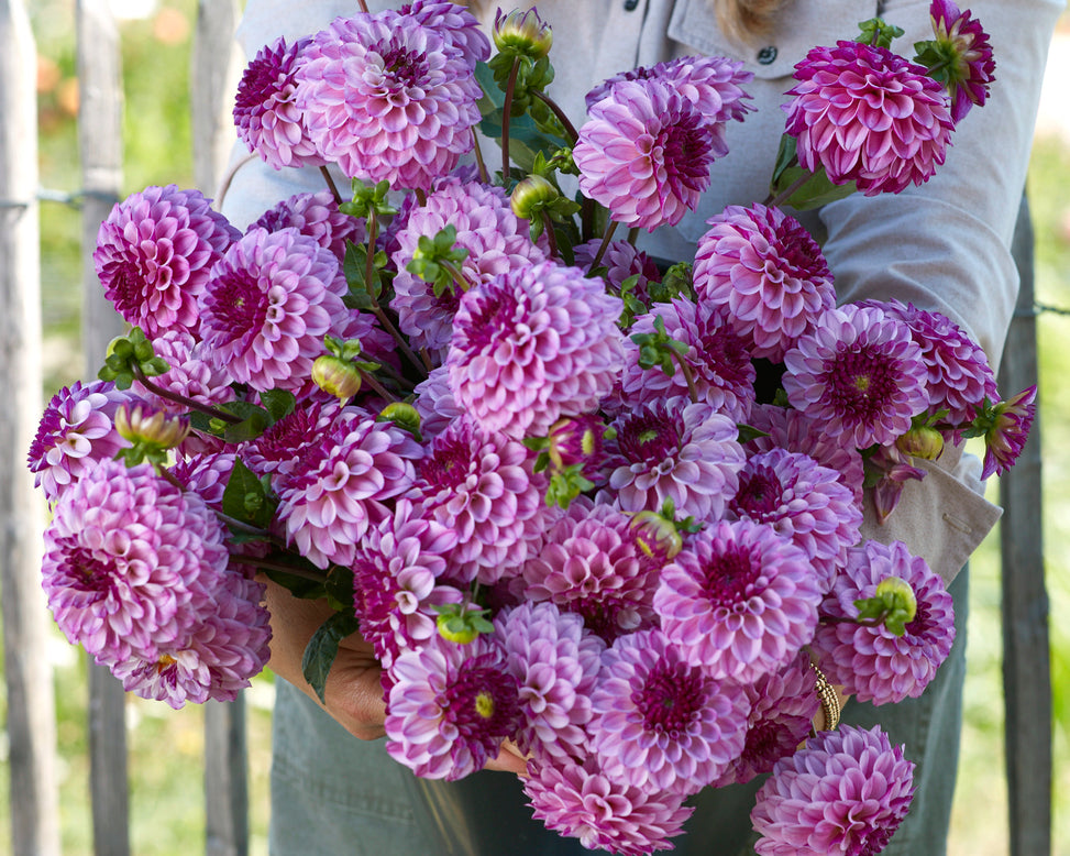 Dahlia 'Columbus'