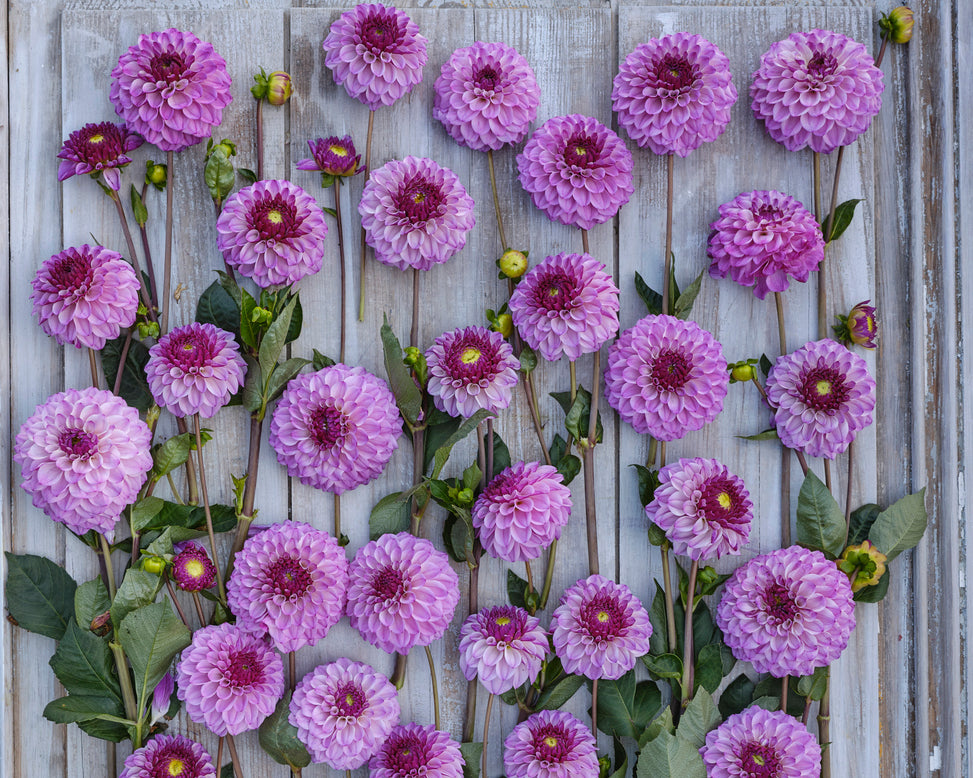 Dahlia 'Columbus'