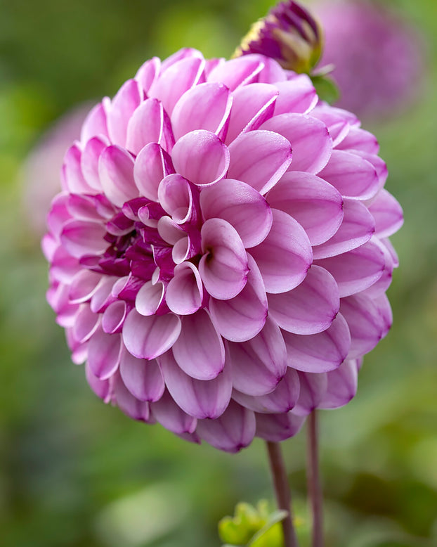 Dahlia 'Columbus'