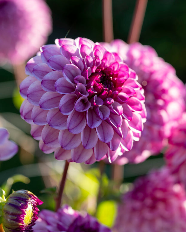 Dahlia 'Columbus'