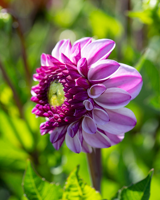 Dahlia 'Columbus'