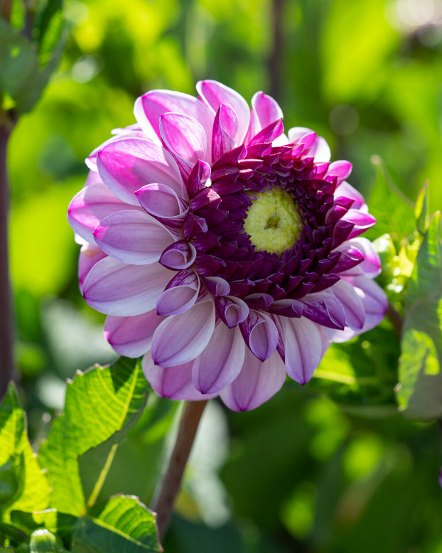 Dahlia 'Columbus'