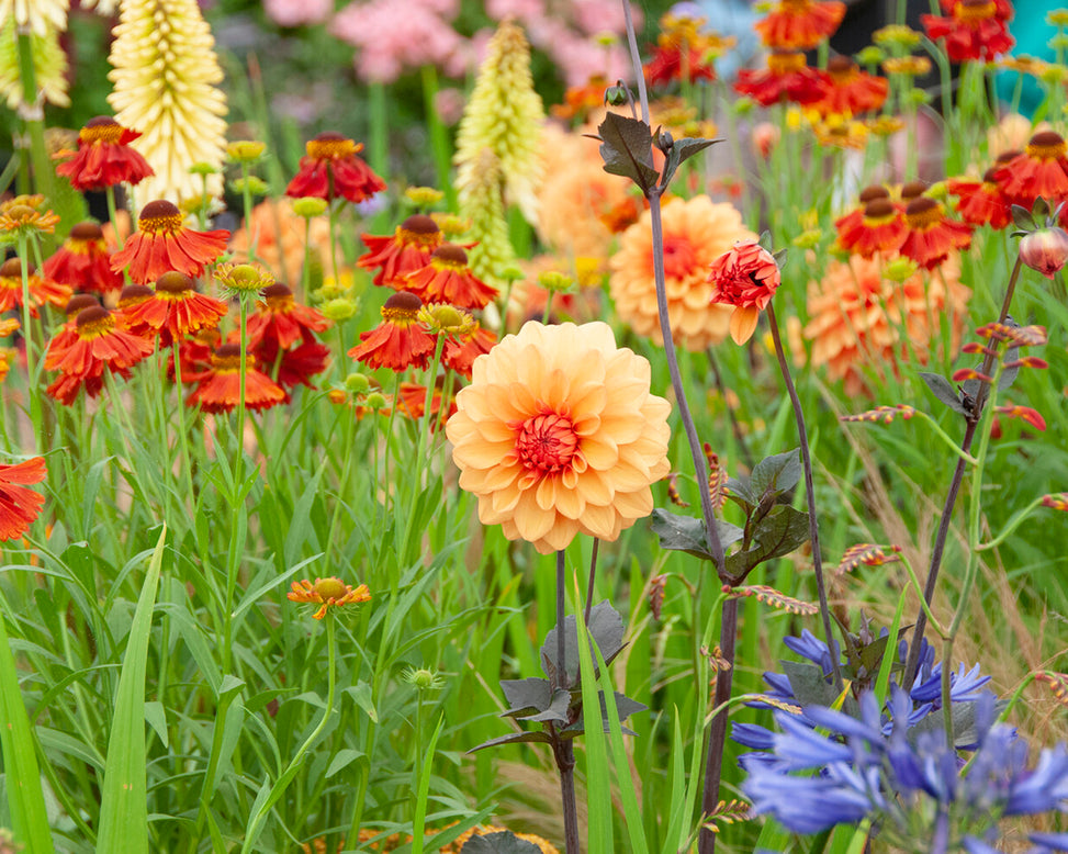 Dahlia 'David Howard'