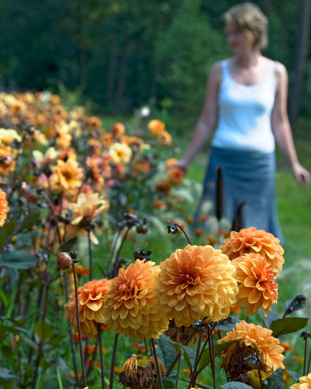 Dahlia 'David Howard'