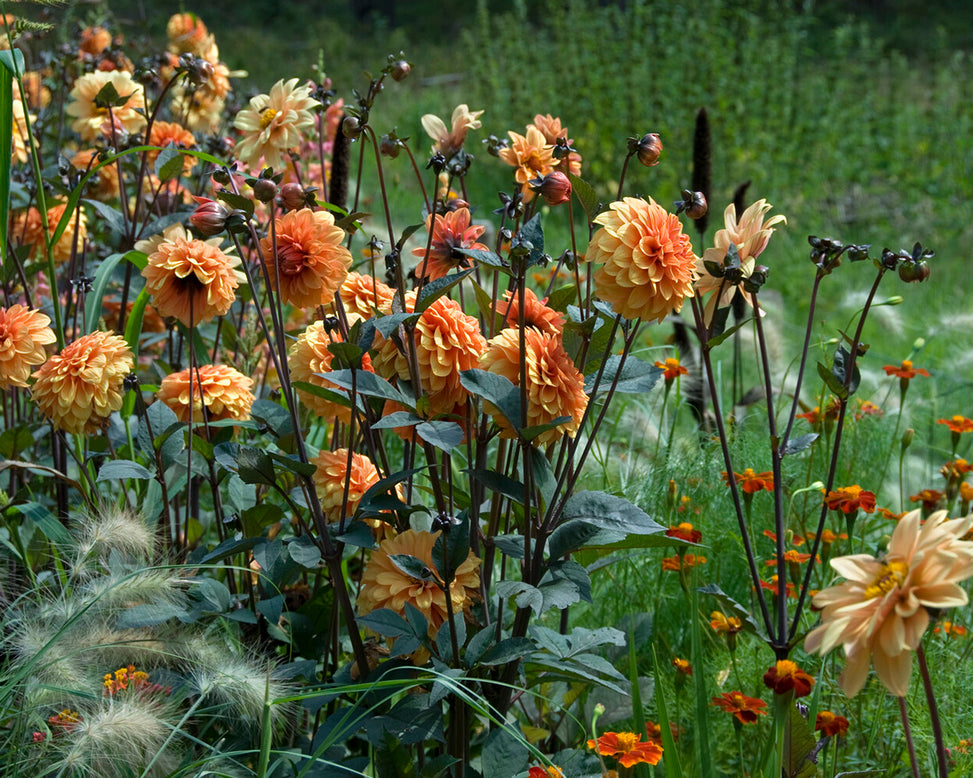 Dahlia 'David Howard'