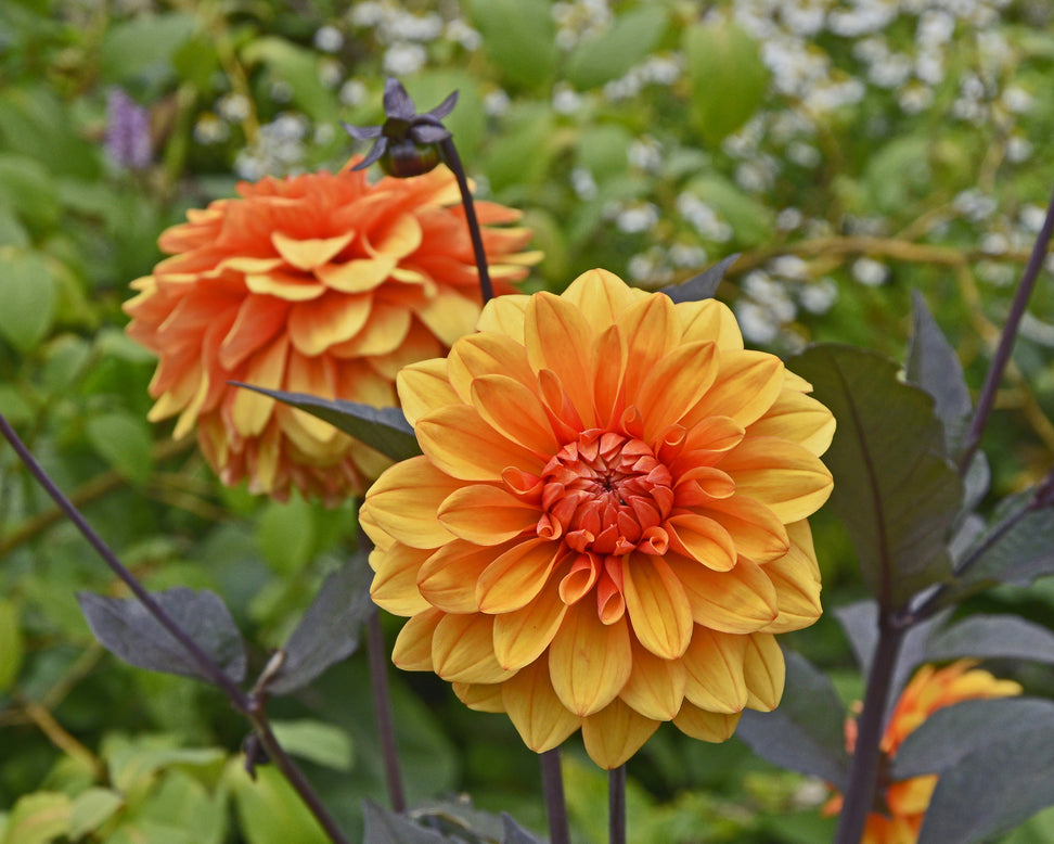 Dahlia 'David Howard'