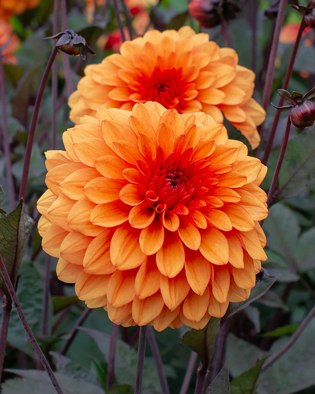 Dahlia 'David Howard'