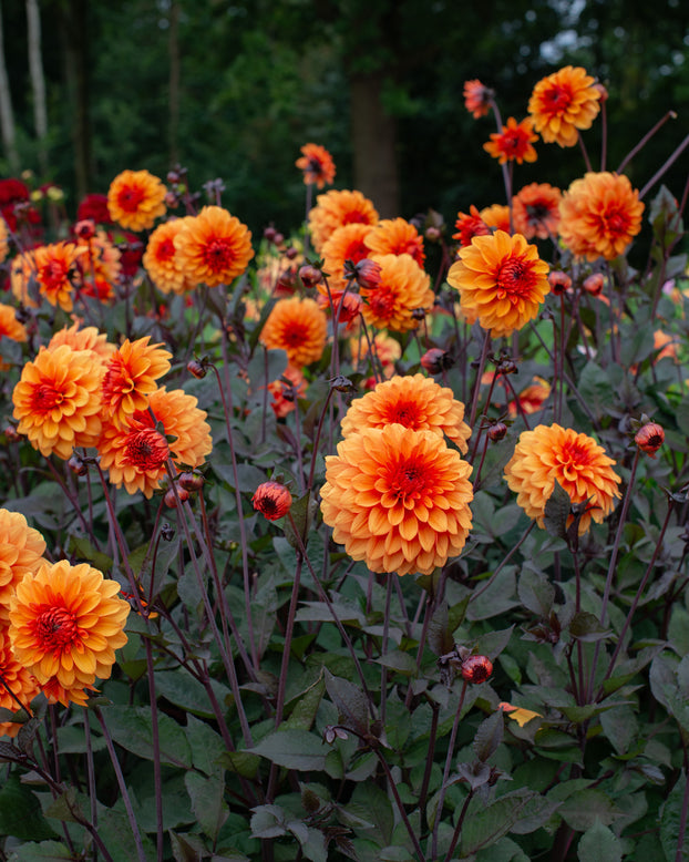 Dahlia 'David Howard'