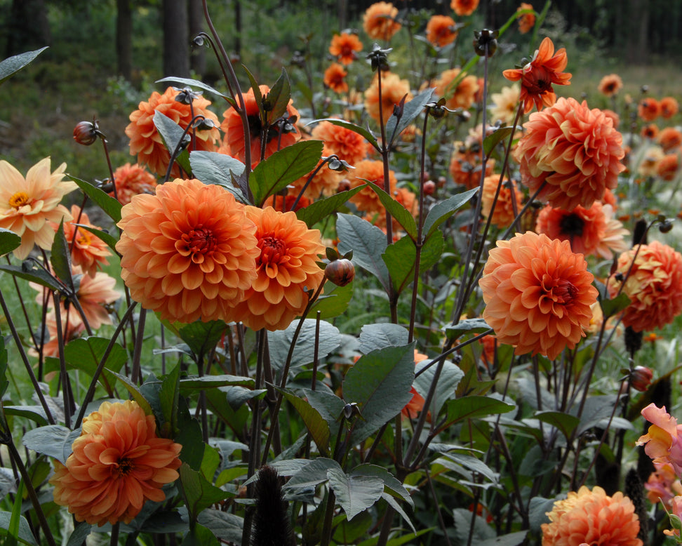 Dahlia 'David Howard'