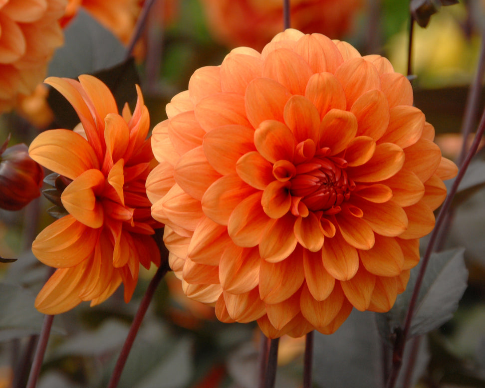 Dahlia 'David Howard'