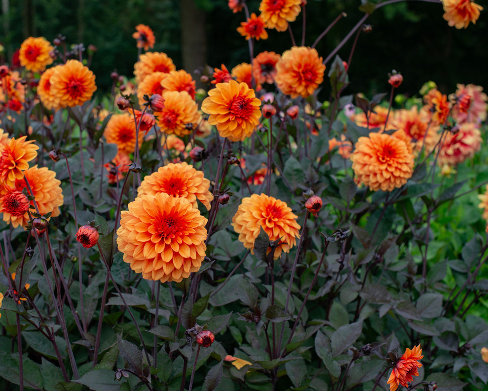 Dahlia 'David Howard'