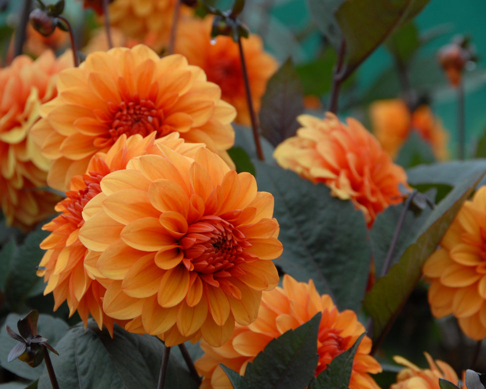 Dahlia 'David Howard'