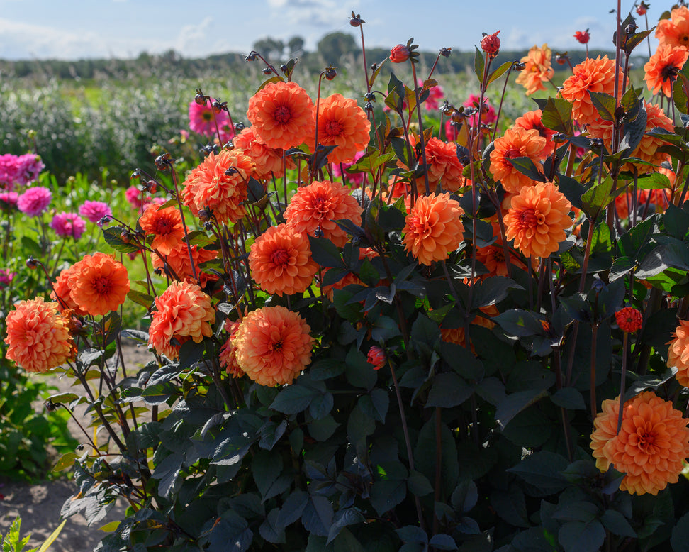 Dahlia 'David Howard'