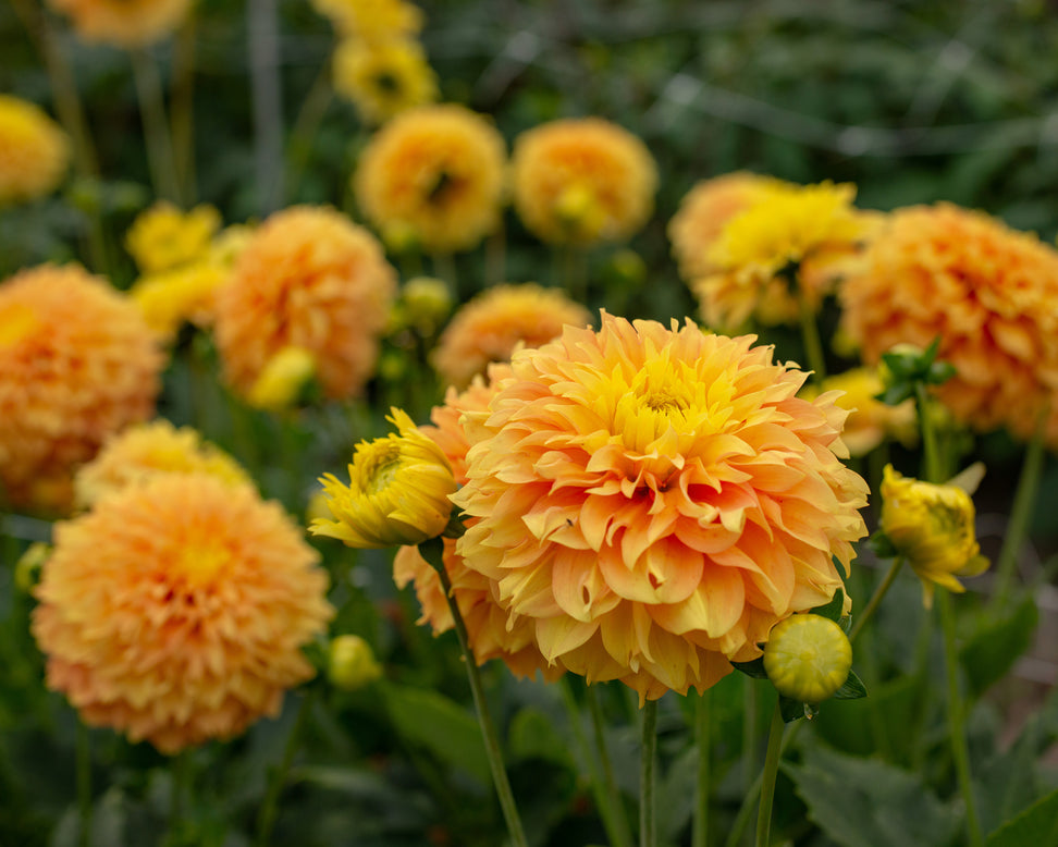 Dahlia 'Deep Impact'