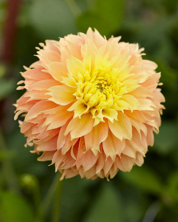 Dahlia 'Deep Impact'