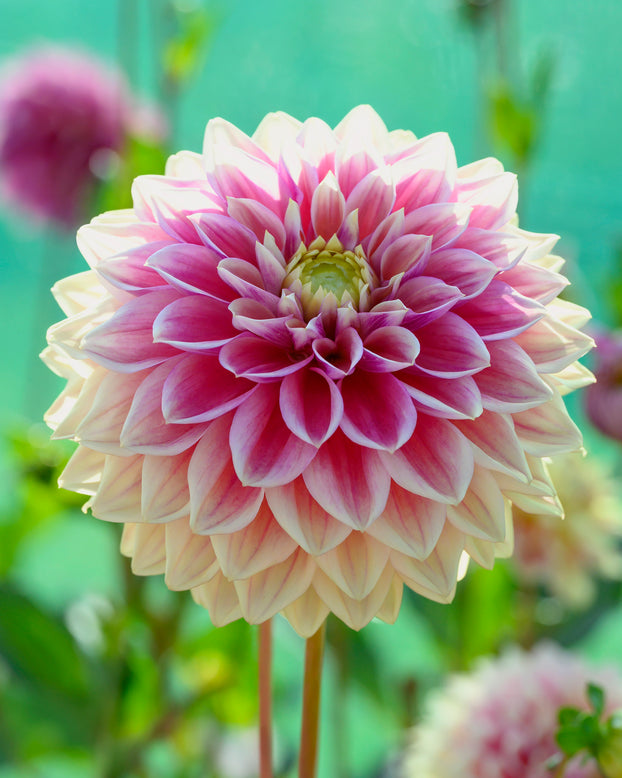 Dahlia 'Dusty Beauty'