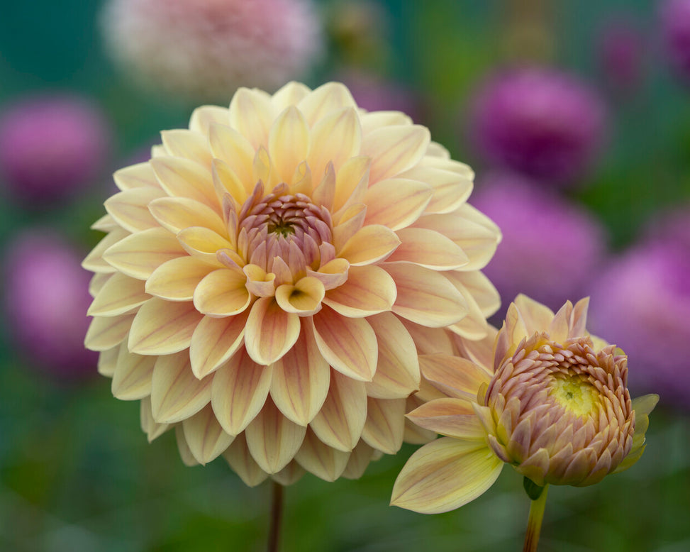 Dahlia 'Dusty Beauty'