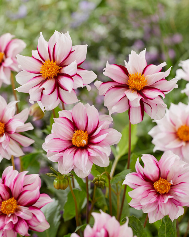 Dahlia 'Edge of Joy'