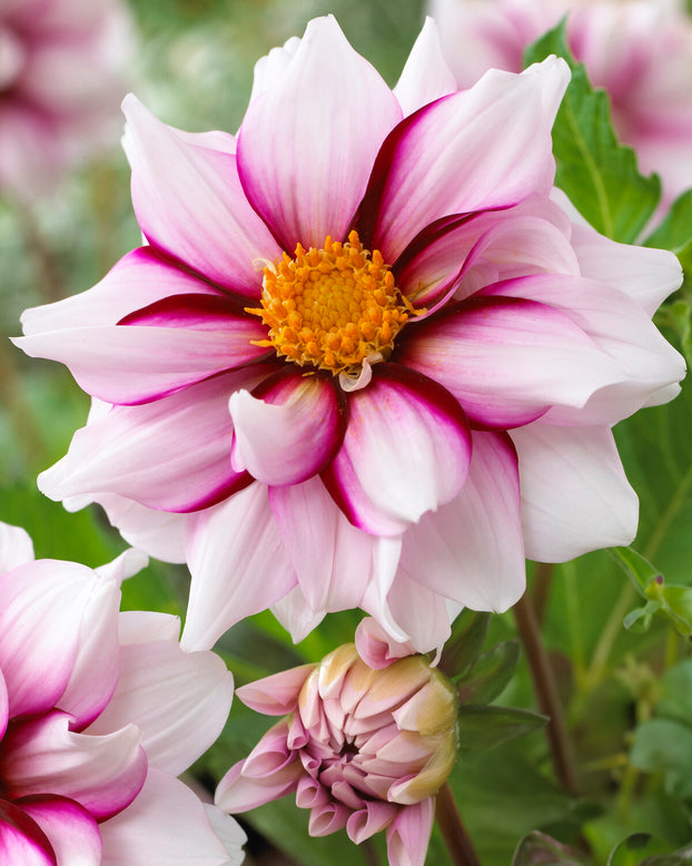 Dahlia 'Edge of Joy'