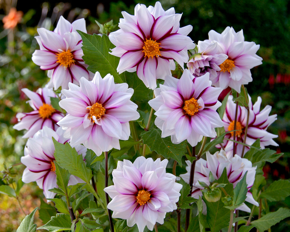 Dahlia 'Edge of Joy'