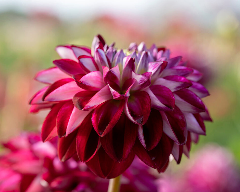 Dahlia 'Embassy'