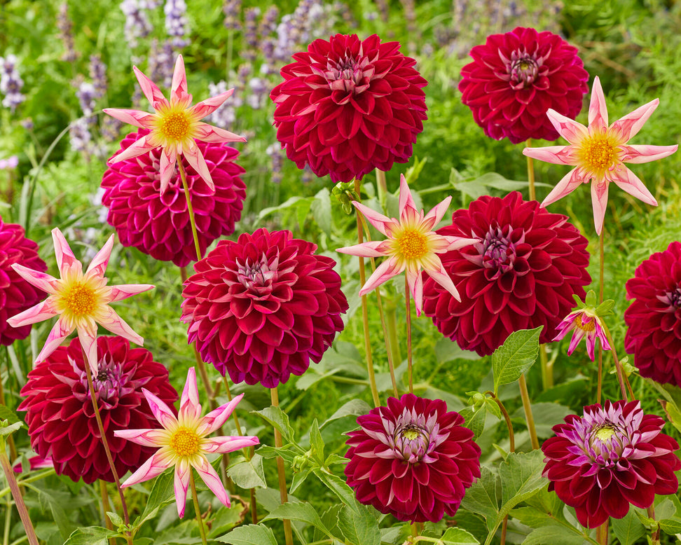 Dahlia 'Embassy'