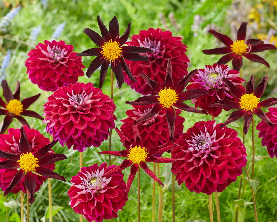 Dahlia 'Embassy'