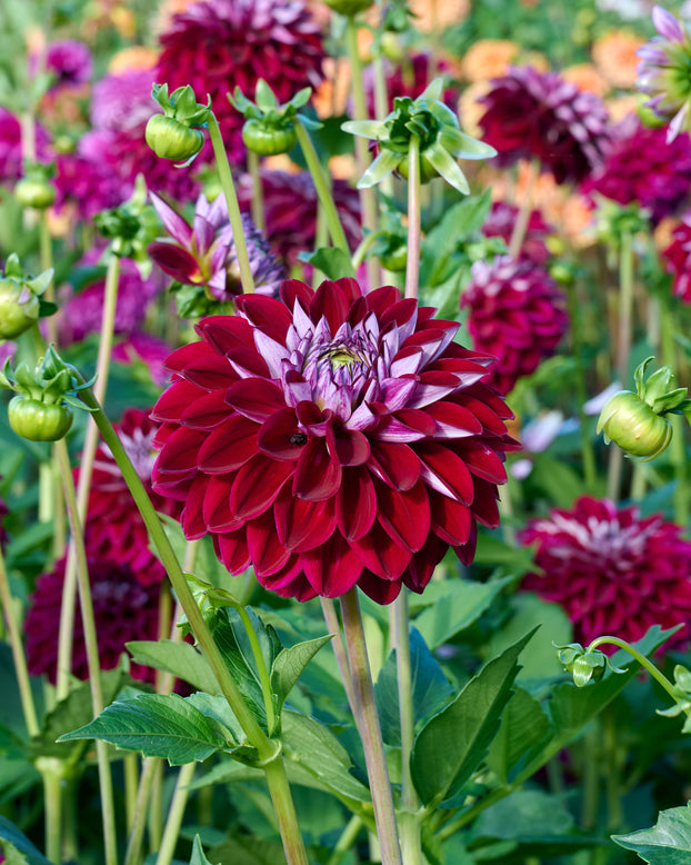 Dahlia 'Embassy'