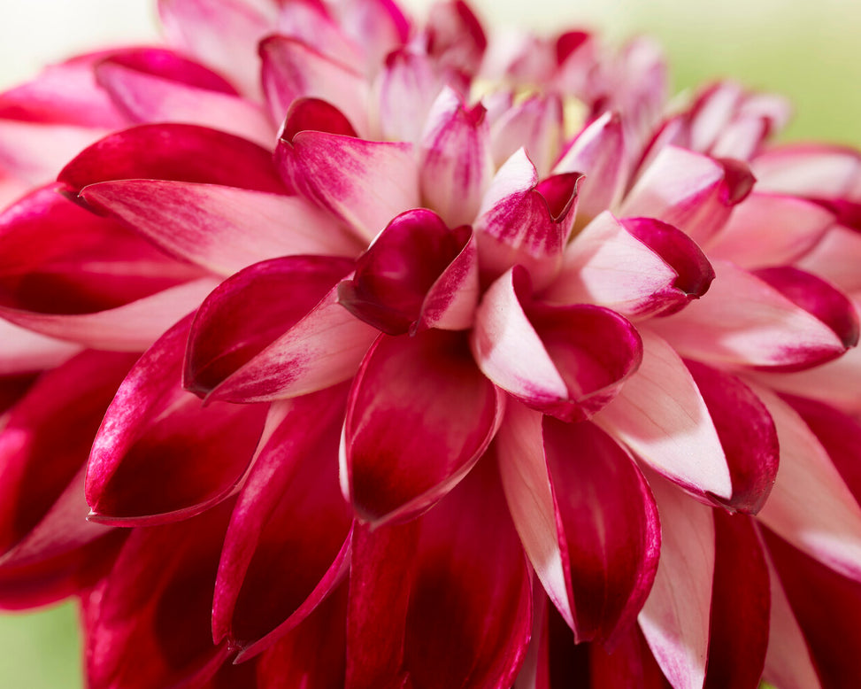 Dahlia 'Embassy'