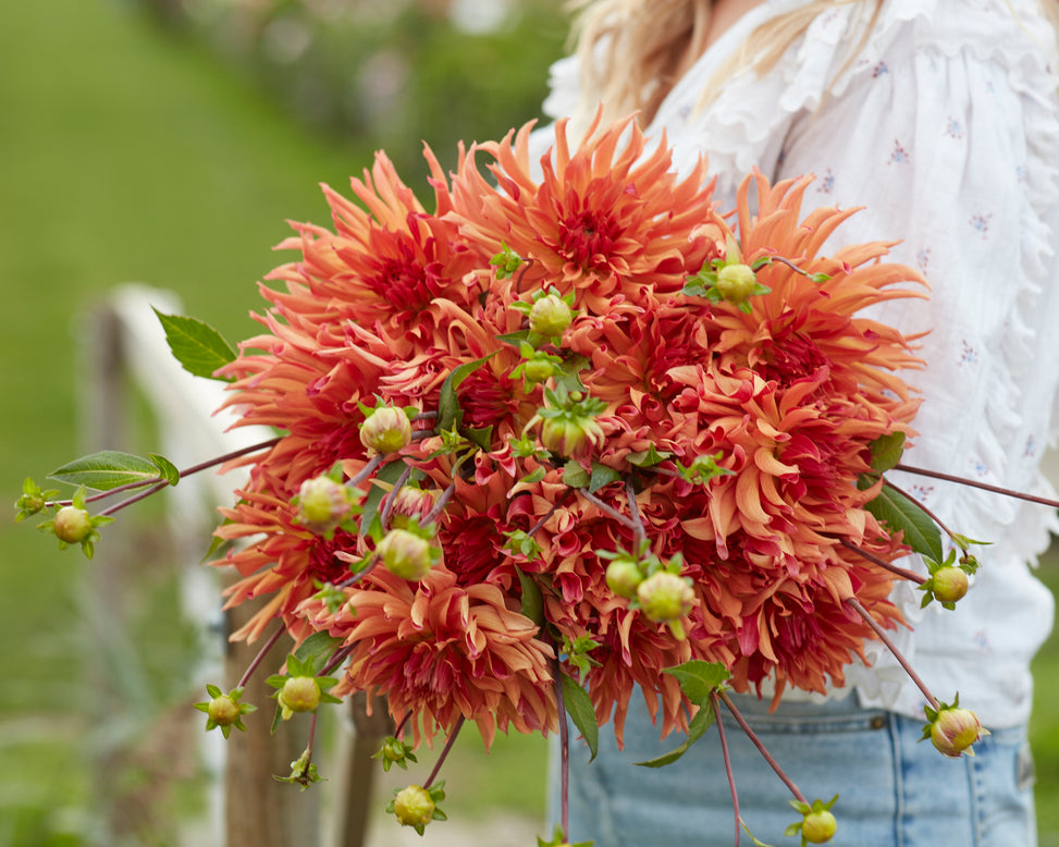 Dahlia 'Erpeler Ley'