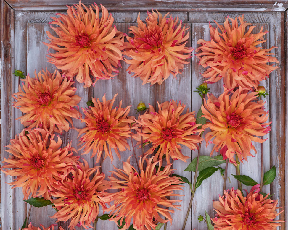 Dahlia 'Erpeler Ley'