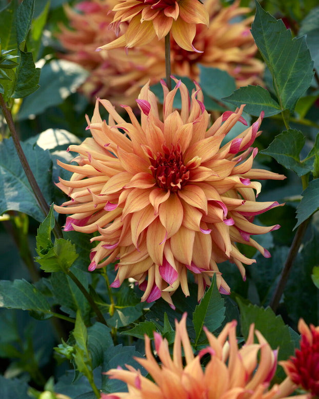 Dahlia 'Erpeler Ley'