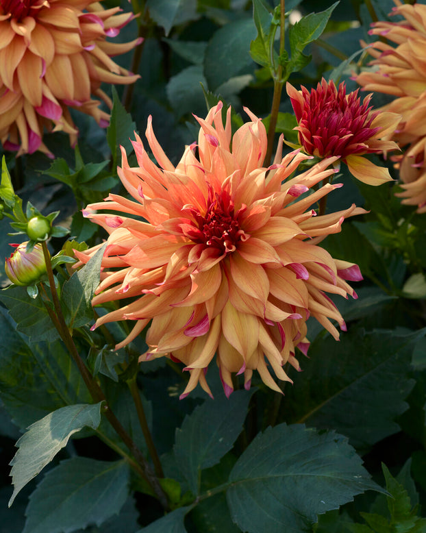 Dahlia 'Erpeler Ley'