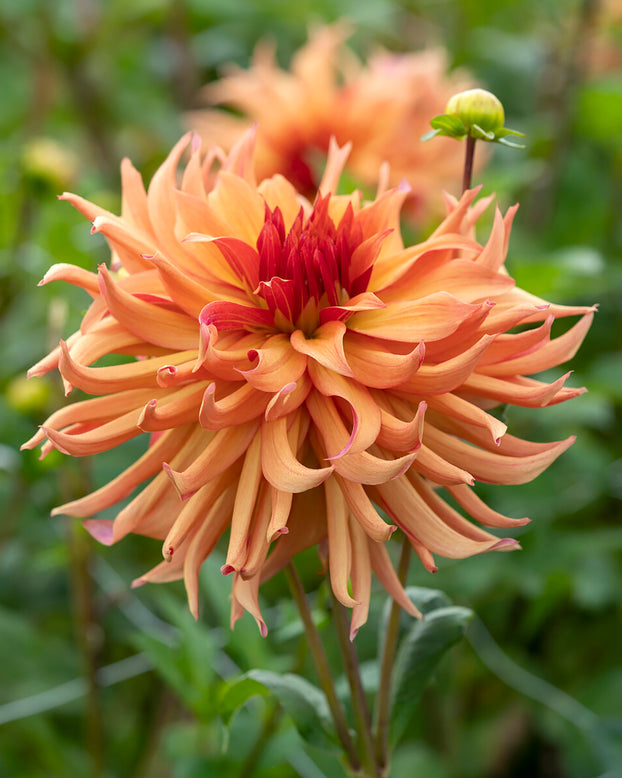 Dahlia 'Erpeler Ley'