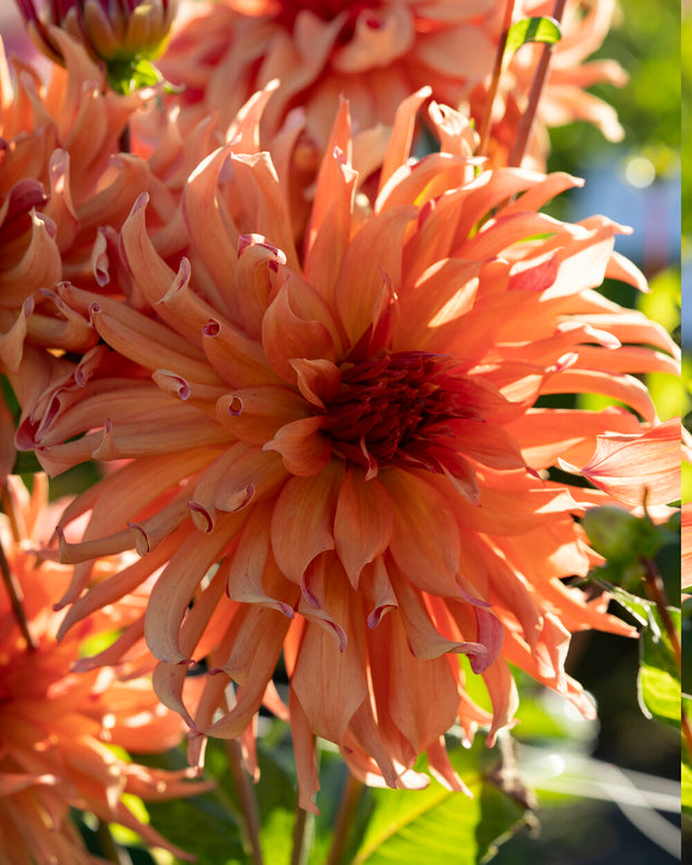 Dahlia 'Erpeler Ley'