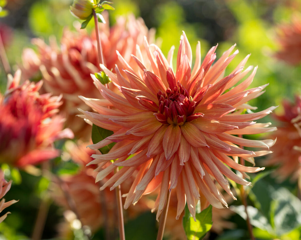 Dahlia 'Erpeler Ley'