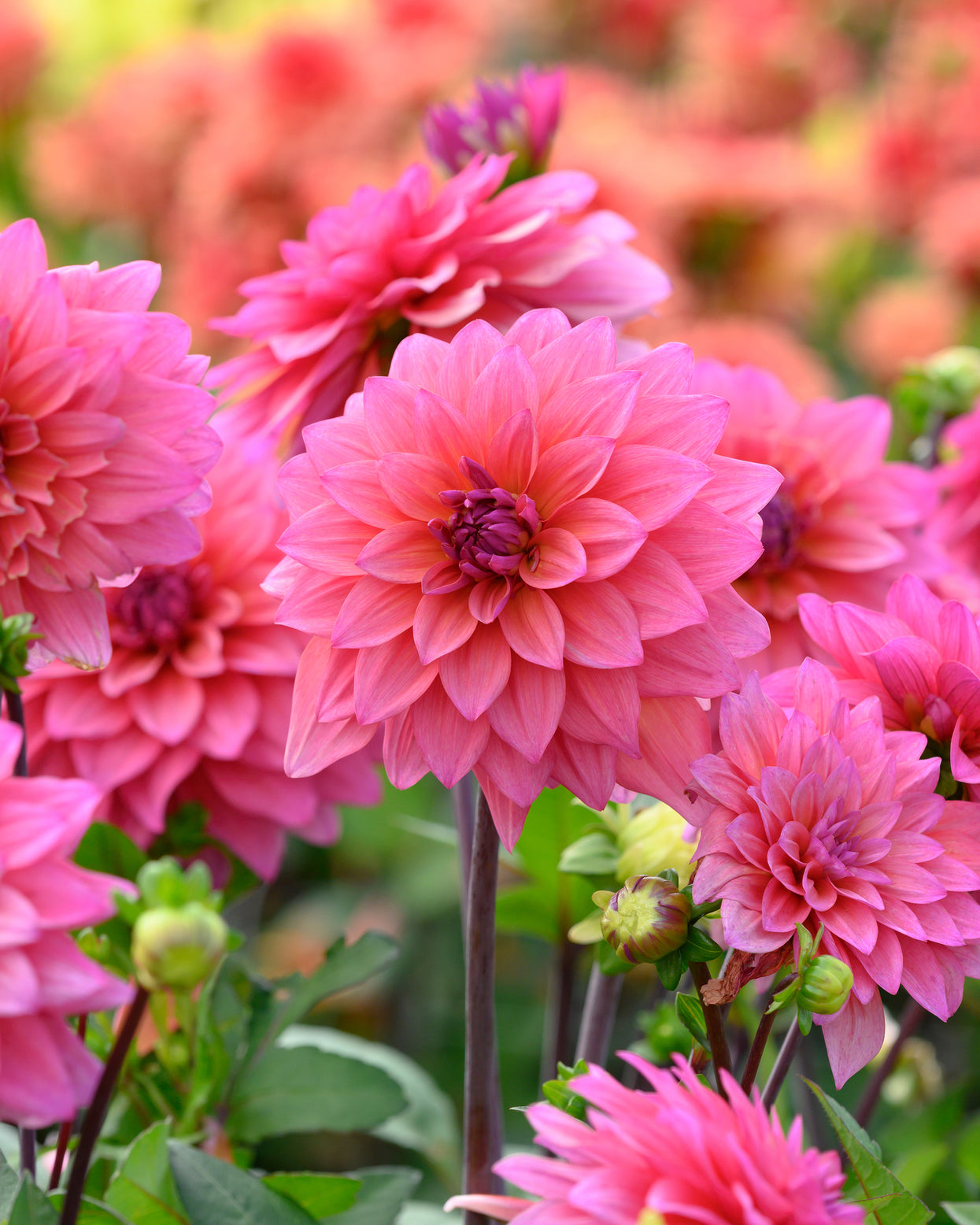 Dahlia 'Feline Yvonne' tubers — Buy online at Farmer Gracy UK