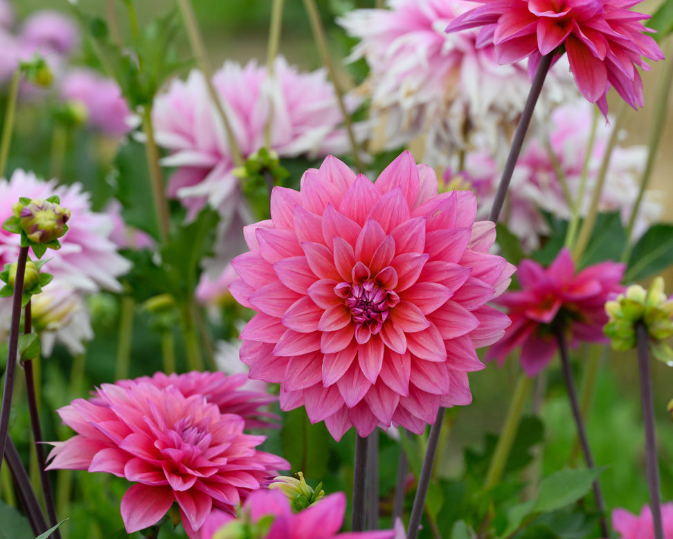 Dahlia 'Feline Yvonne'