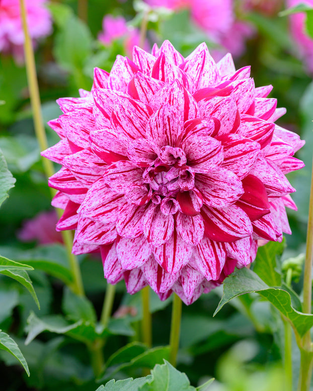 Dahlia 'Fern Ridge Painted Lady'